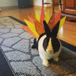 Not sure if a bunny or a turkey