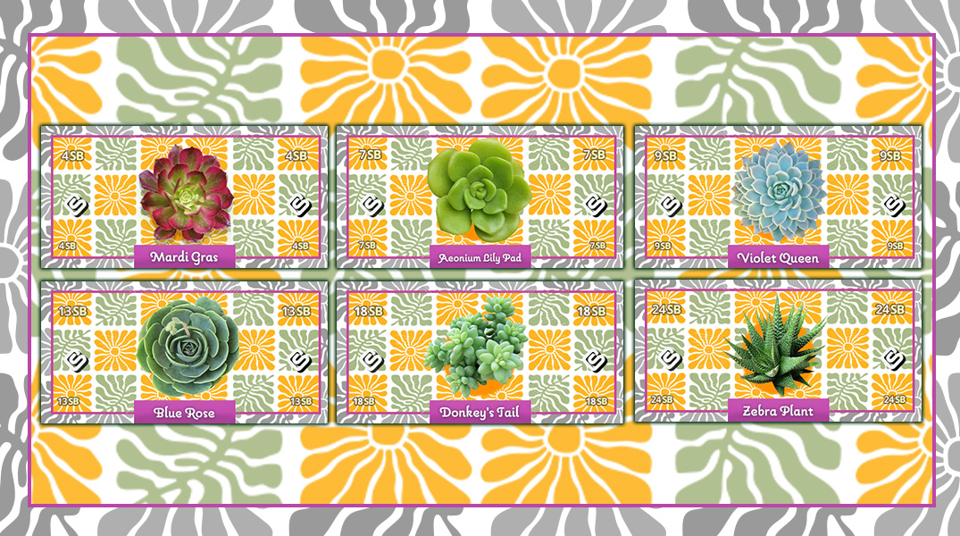 Succulents Collector s Bills The Daily Swag Succulents collector s bills the daily swag